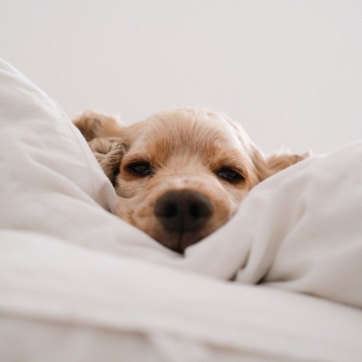 Cute puppy on a pillow